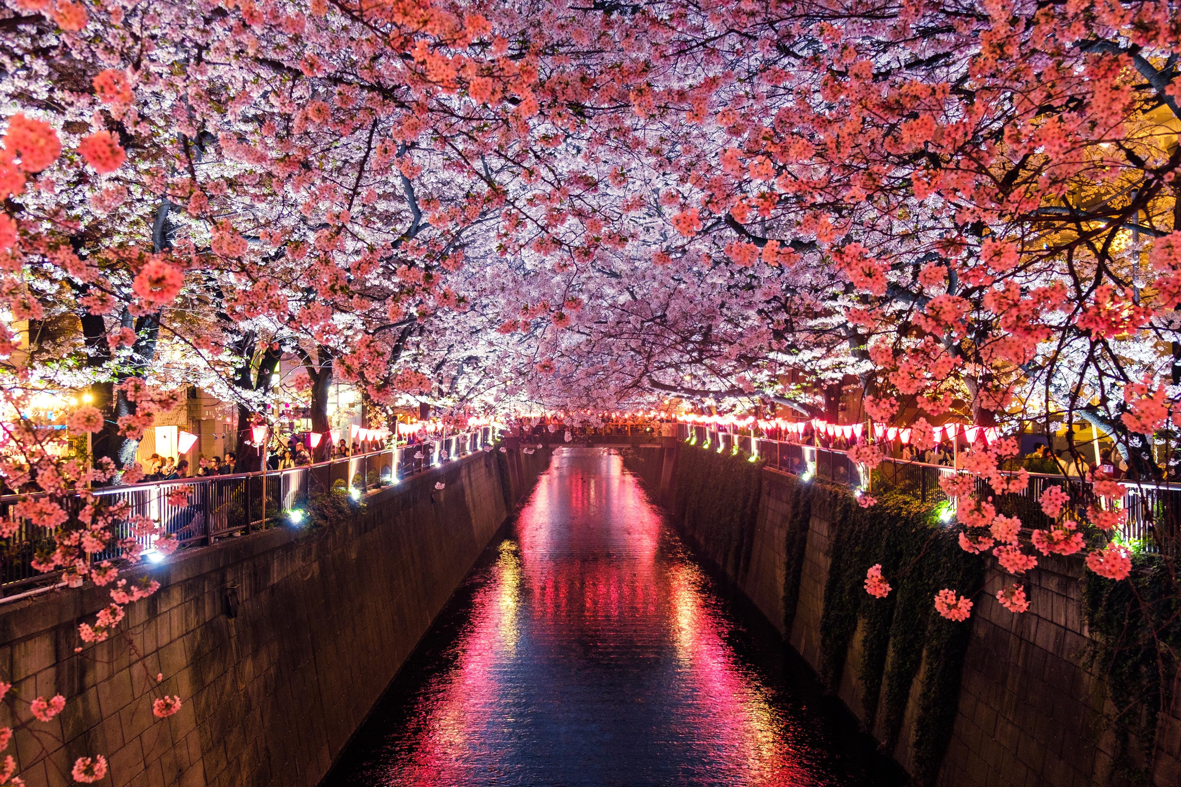 A focus on Japan - Bespoke Luxury - background banner