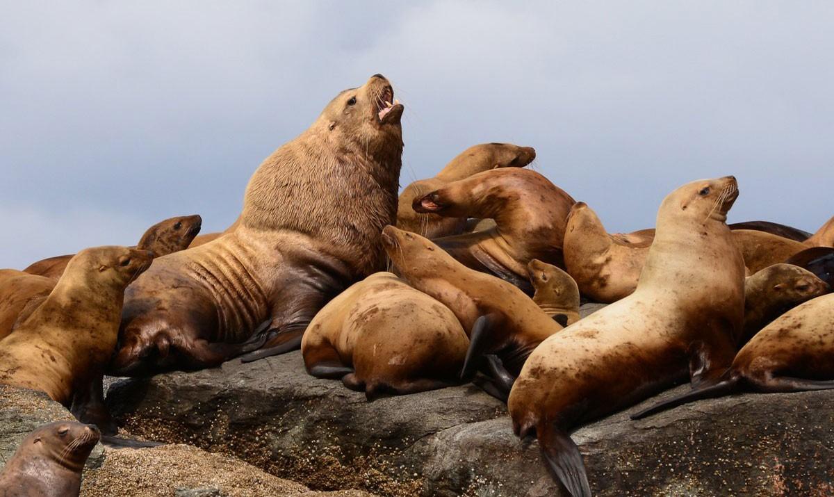 Haida Gwaii - An Expedition Cruise on a Boutique Ship - background banner