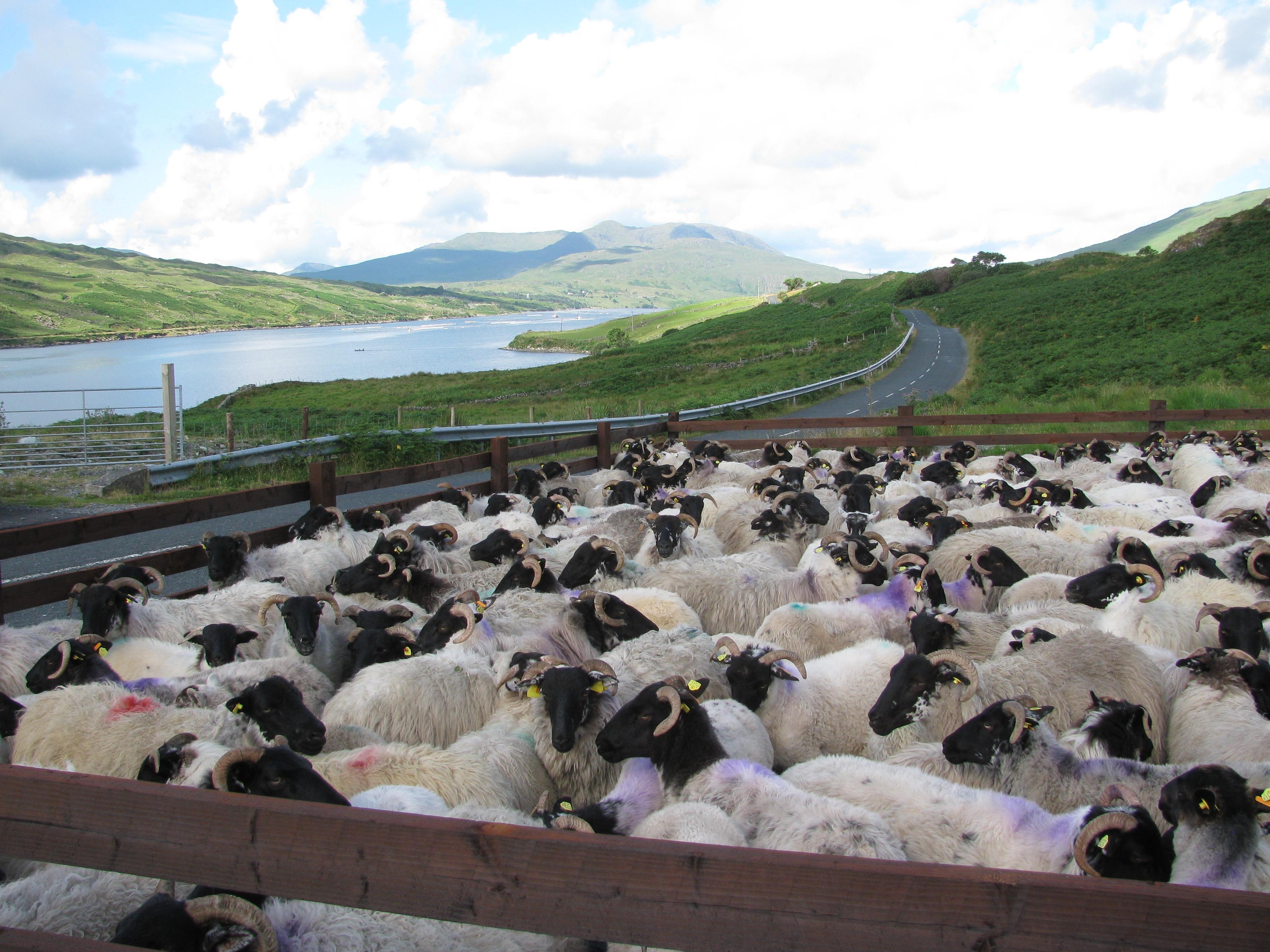 Epic Irish Adventures: A Whirlwind Journey from Dublin and Beyond