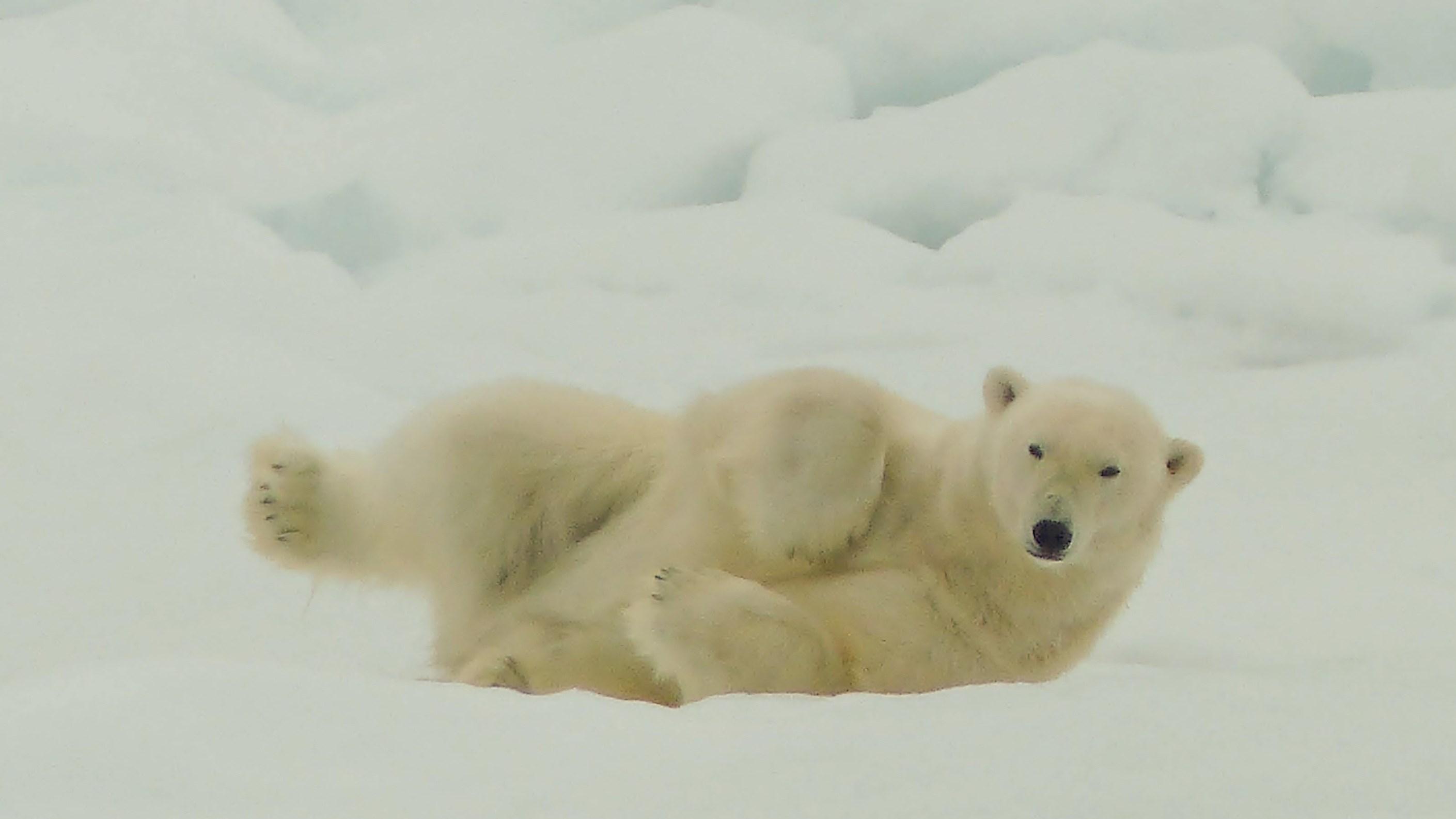 Circumnavigating Spitsbergen - In the Realm of the Polar Bear - Small Ship Expedition background