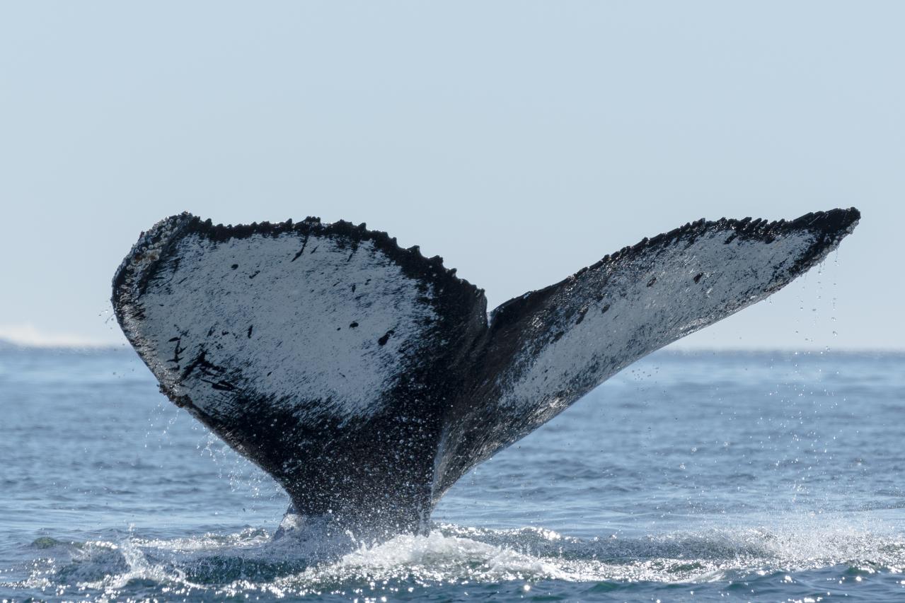 The Best Time to go to Antarctica to Experience Whales - background banner