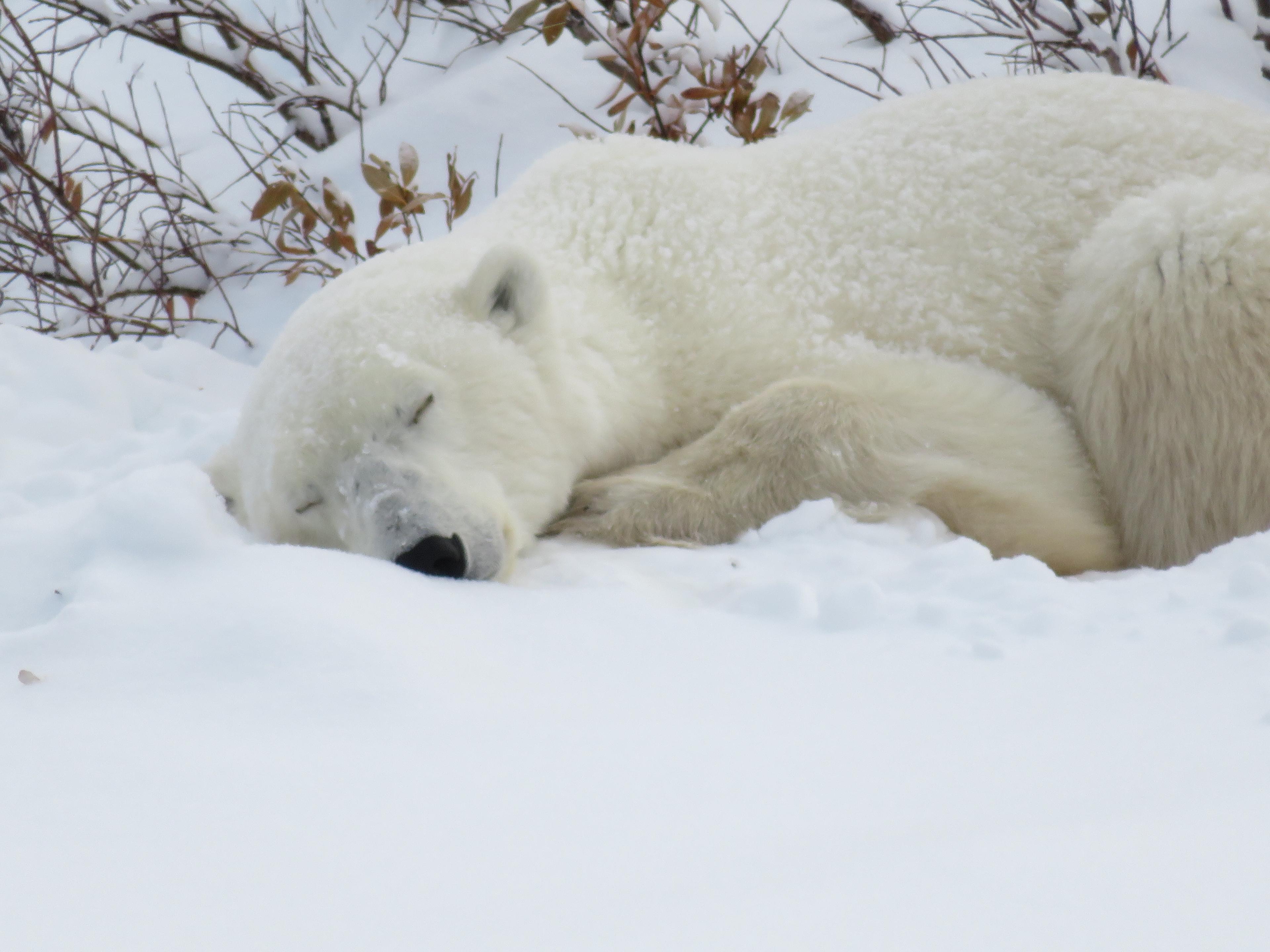 A Day-Trip Safari to See Polar Bears in Churchill