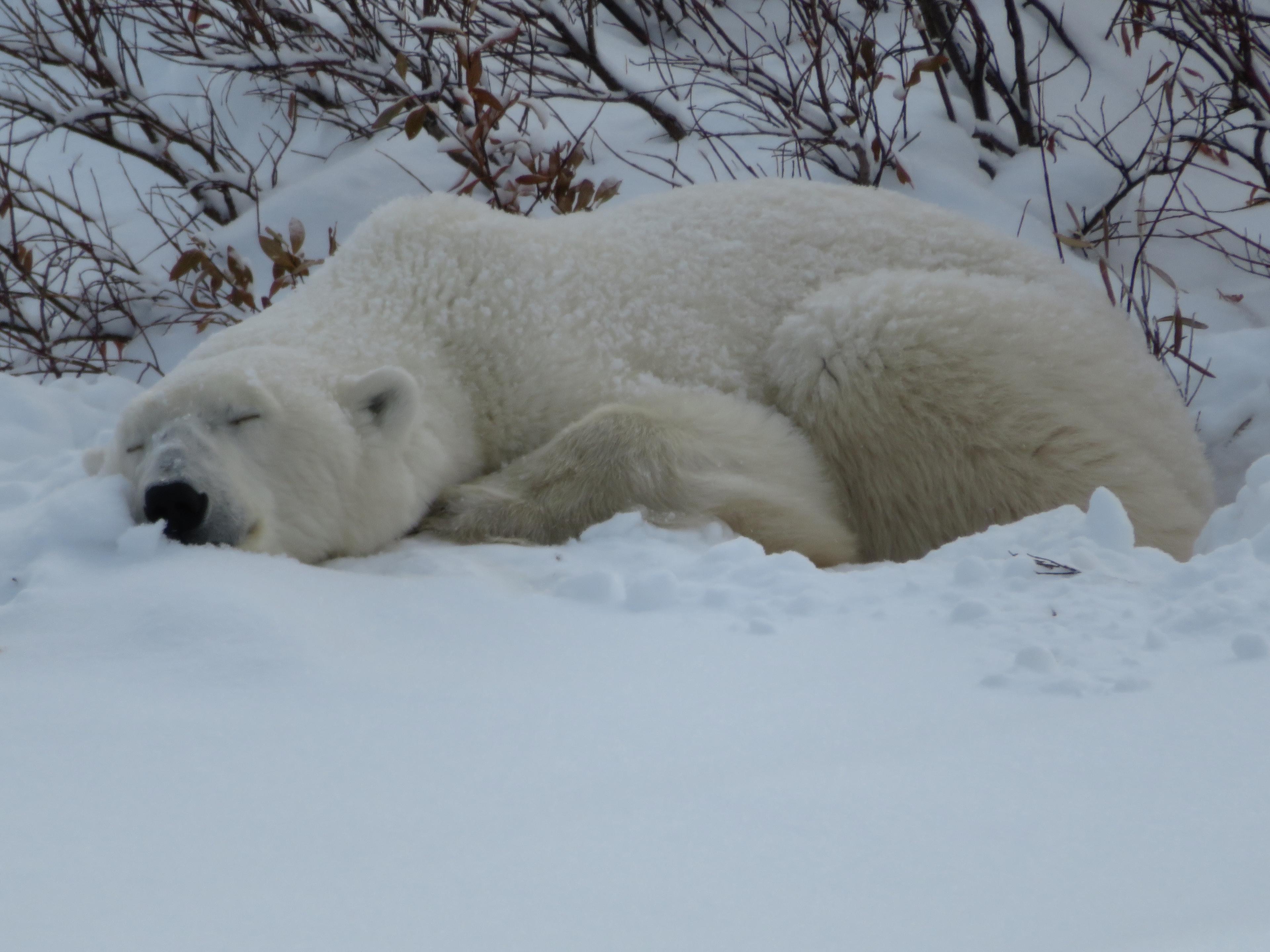 7 Animals You’ll Meet in the Canadian Arctic - background banner