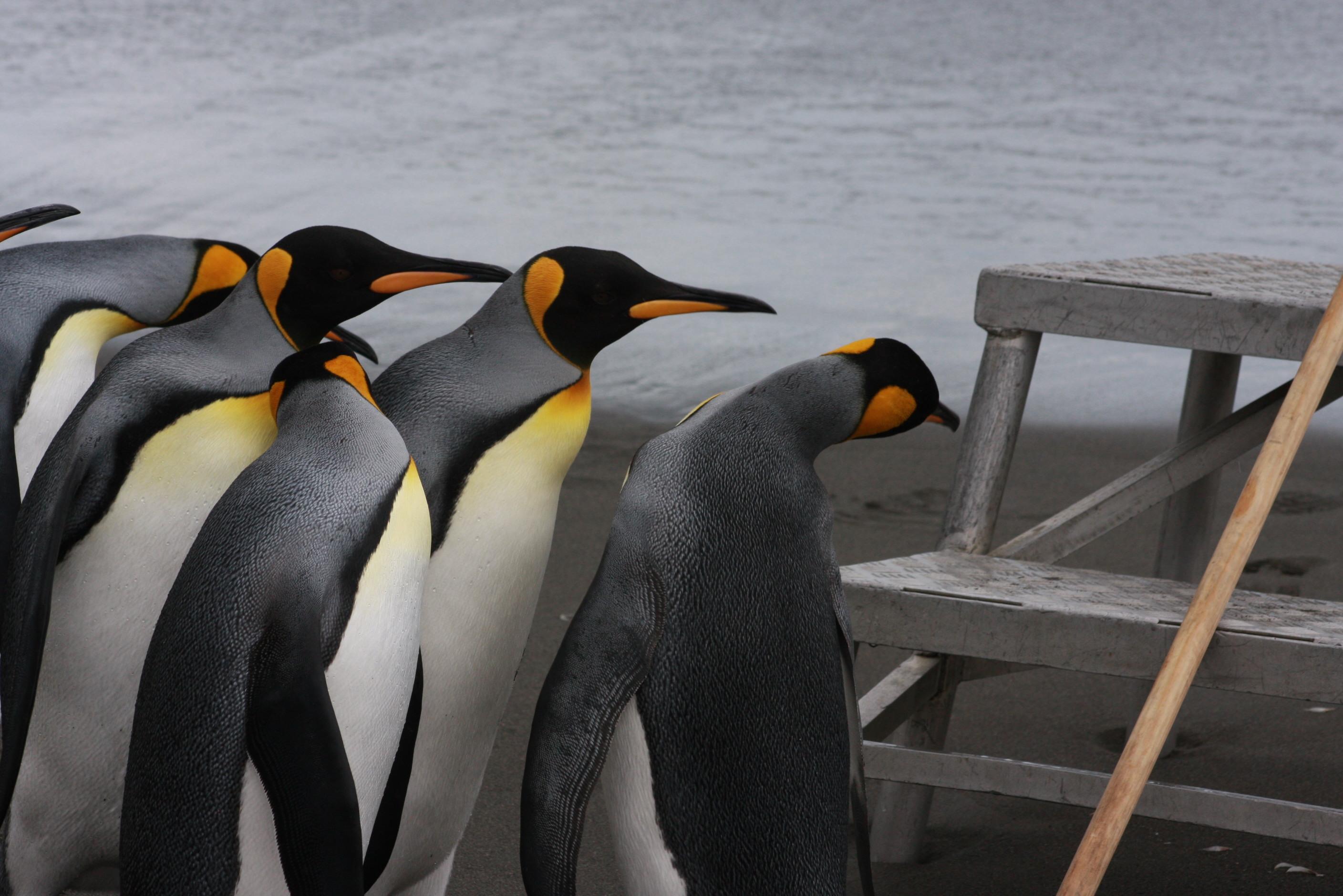 10 Facts You Didn’t Know About Wildlife in Antarctica - background banner