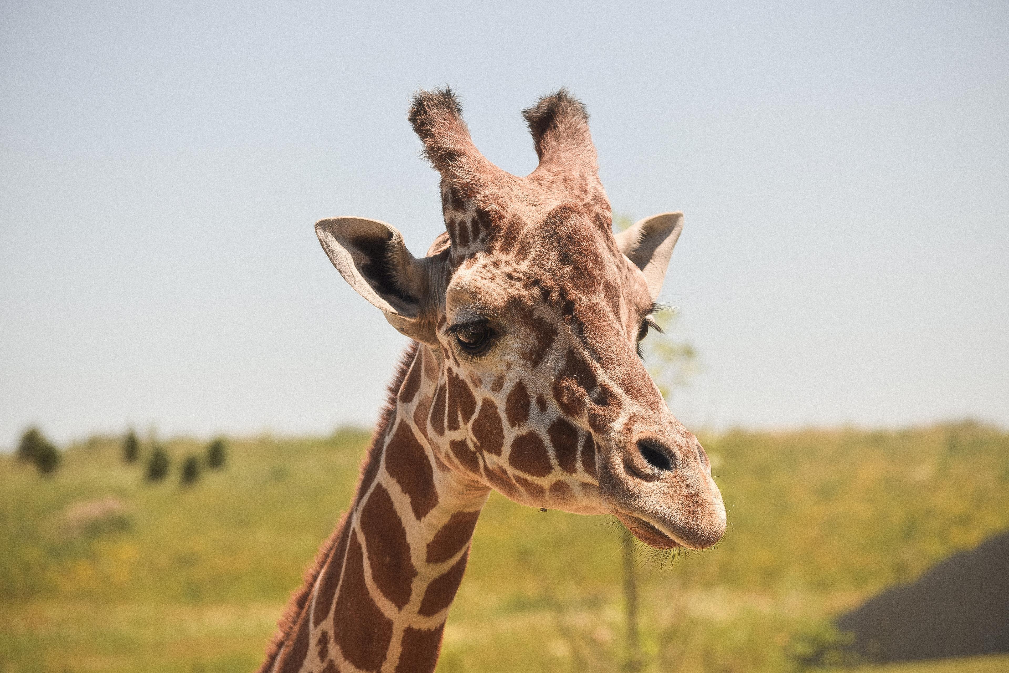 Experience the Magic of Giraffe Manor: A Wildlife Adventure in Nairobi
