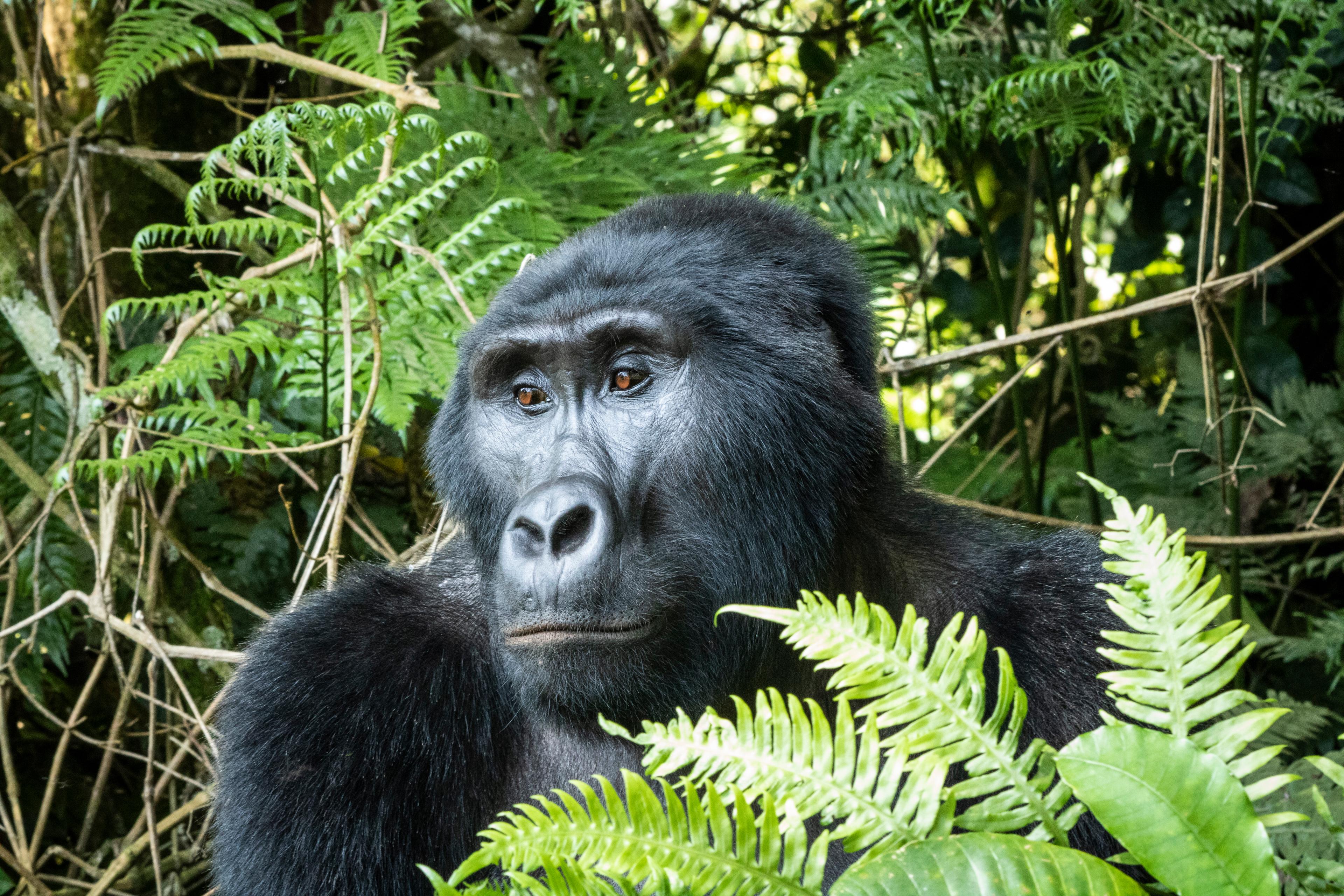 East Africa Gorilla & Safari Experience - Small Group Adventure - 16 Days - G Adventures NatGeo background